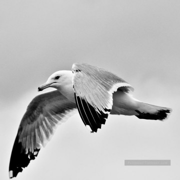  Oiseau Tableaux - Noire et blanche oiseau